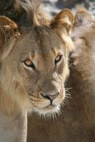 Löwen im Etosha
