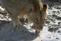 Löwen im Etosha