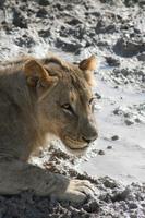 Löwen im Etosha