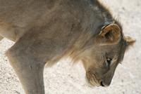 Löwen im Etosha