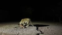 Löwen- Weibchen beim fressen