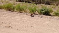 Landschildkröte