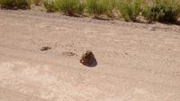 Landschildkröte
