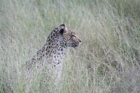 Leopard bei der Jagd