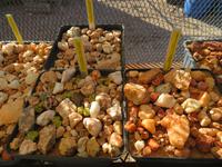 Lithops