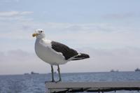 Möwenbesuch
