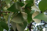 Mopane Baum