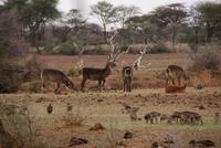 Mount Etjo Lodge 