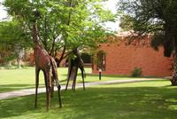 Mount Etjo Lodge 