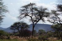 Mount Etjo Lodge 