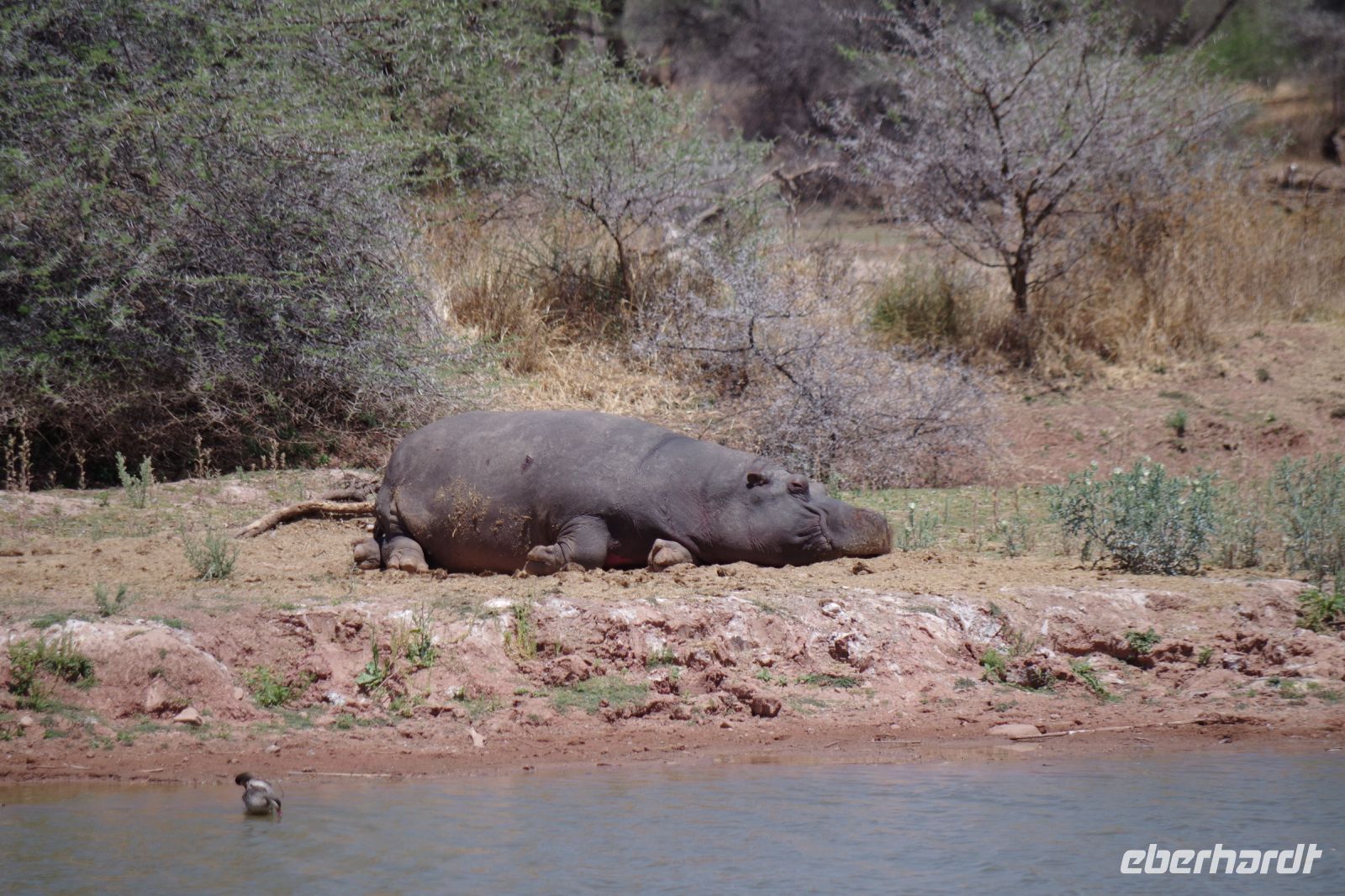 Mount Etjo Safari Lodge - Flusspferd beim Mittagsschlaf