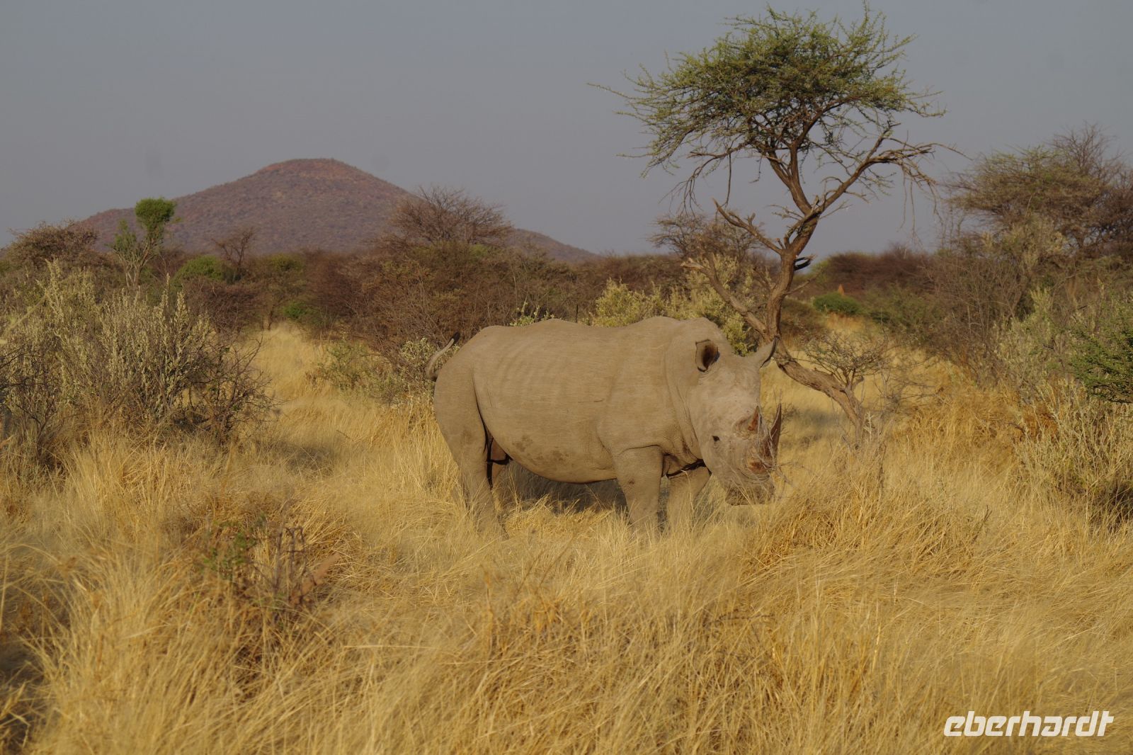 Mount Etjo Safari Lodge - Nature Drive - Breitmaulnashorn