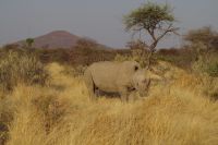 Mount Etjo Safari Lodge - Nature Drive - Breitmaulnashorn