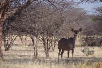 Mount Etjo Safari Lodge - Nature Drive - Kudu