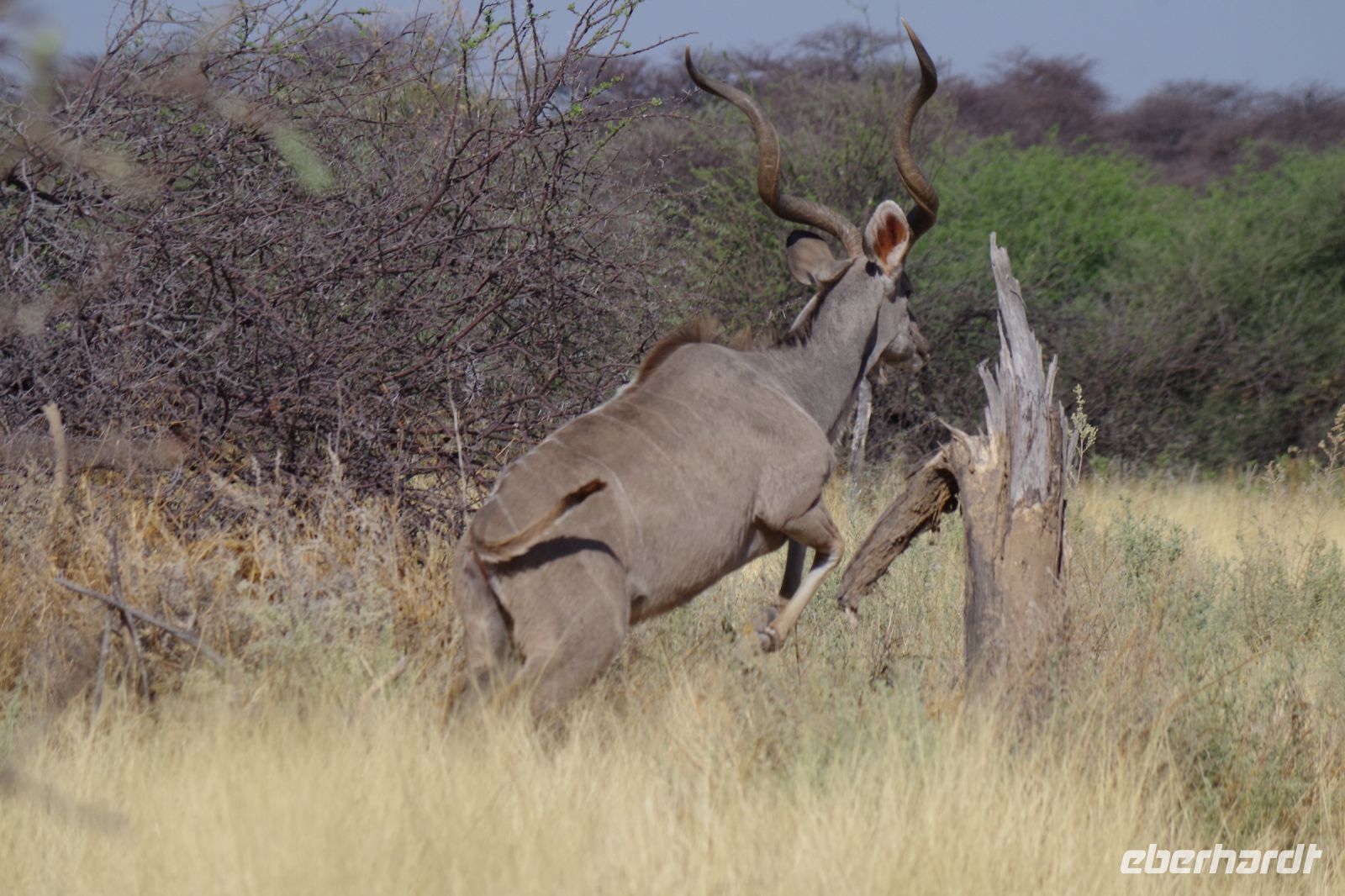 Mount Etjo Safari Lodge - Nature Drive - Kudubock