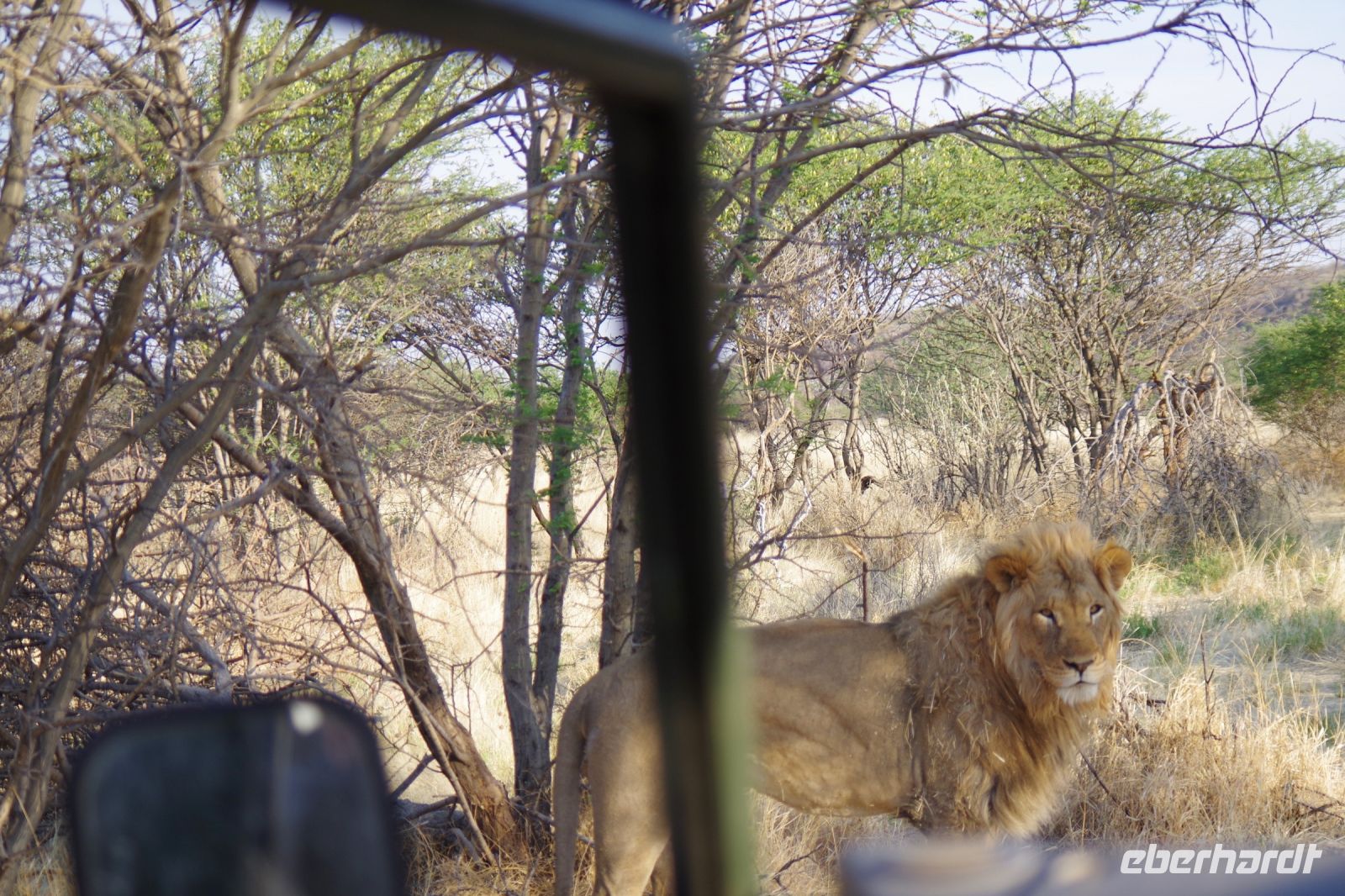 Mount Etjo Safari Lodge - Nature Drive - Löwe