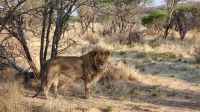 Mount Etjo Safari Lodge - Nature Drive - Löwe