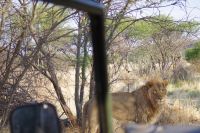 Mount Etjo Safari Lodge - Nature Drive - Löwe
