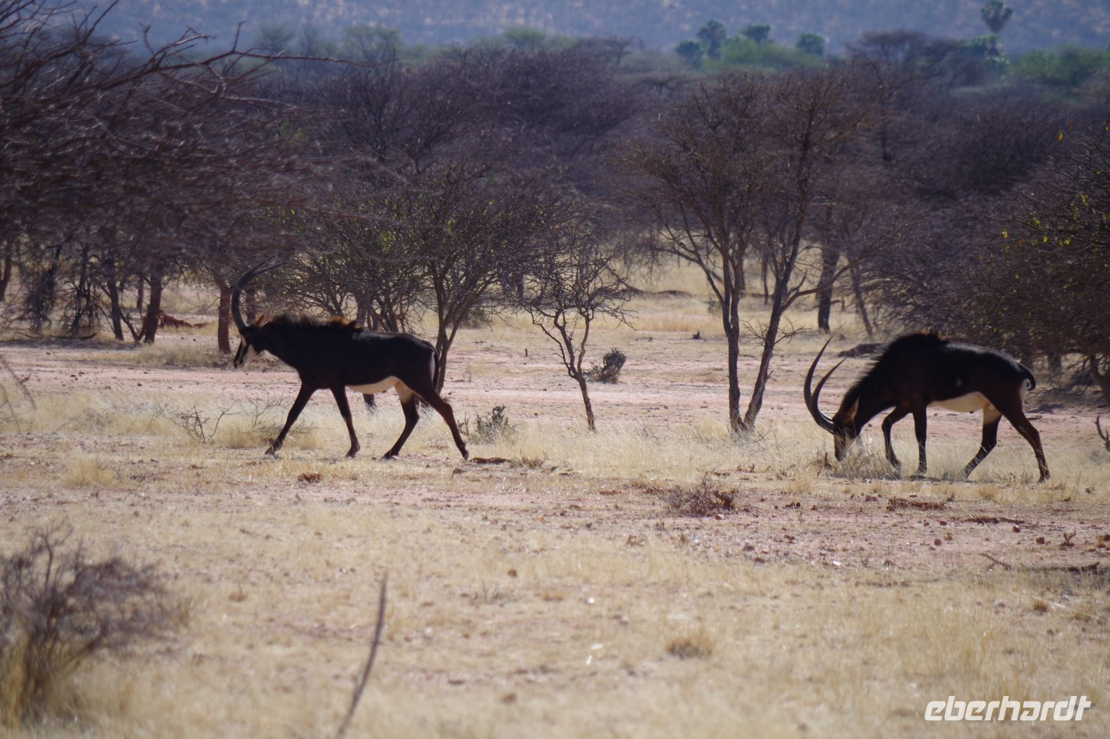 Mount Etjo Safari Lodge - Nature Drive - Rappenantilopen