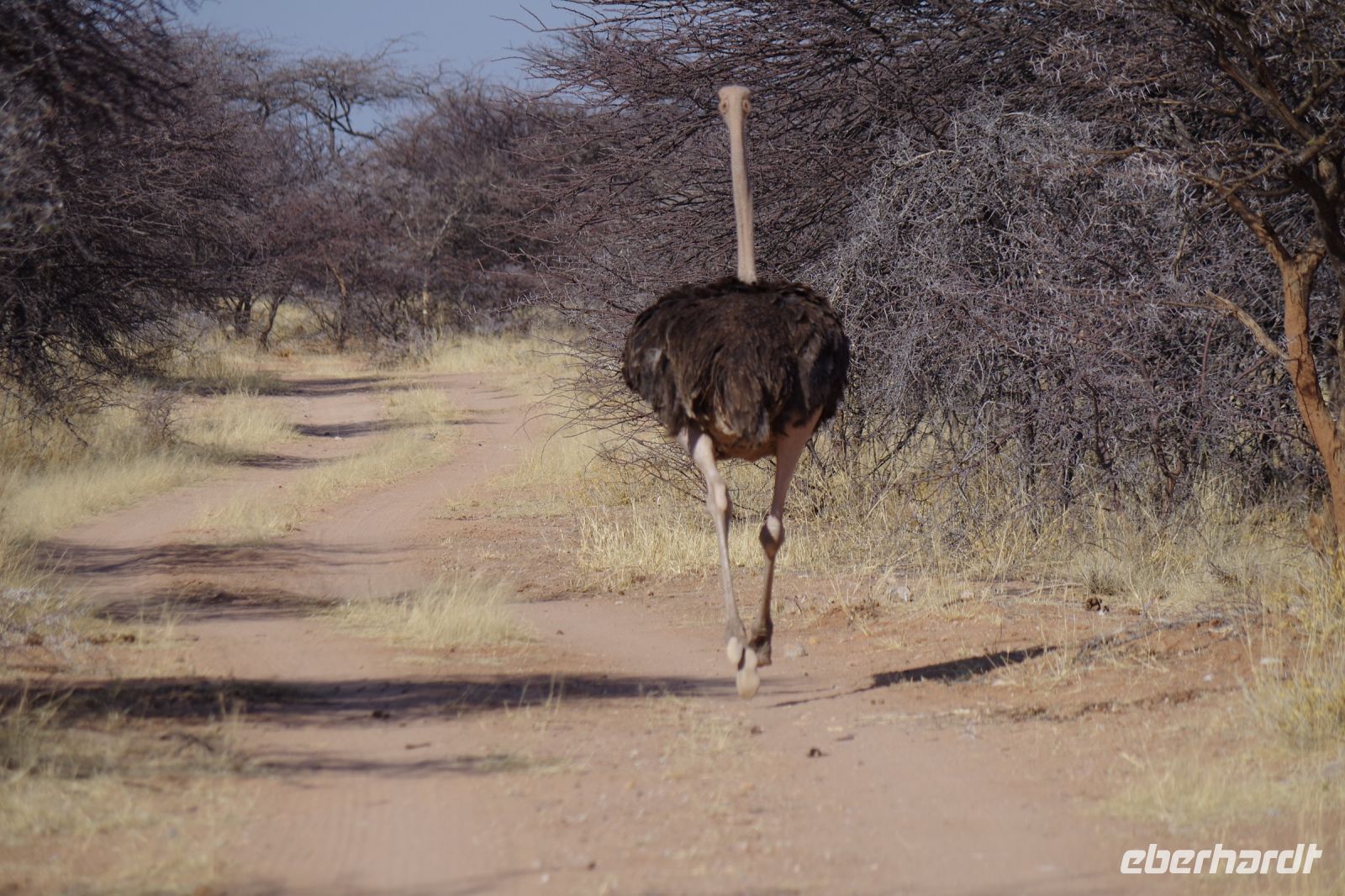 Mount Etjo Safari Lodge - Nature Drive - männlicher Strauß