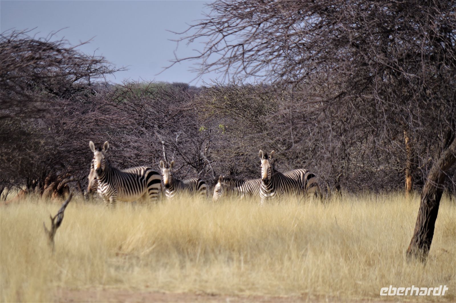 Mount Etjo Safari Lodge - Nature Drive