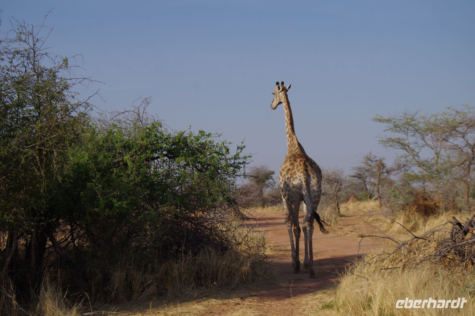 Mount Etjo Safari Lodge - Nature Drive