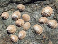 Muscheln