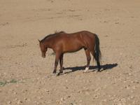 Namib-Wildpferd