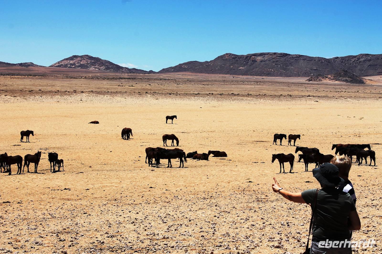 Namib-Wildpferde bei Aus