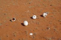 Namibia - Eierei