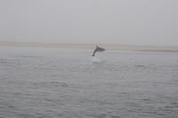 Namibia - Walvis Bay Delfine (2)