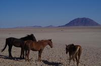 Namibia - Wildpferde bei Aus