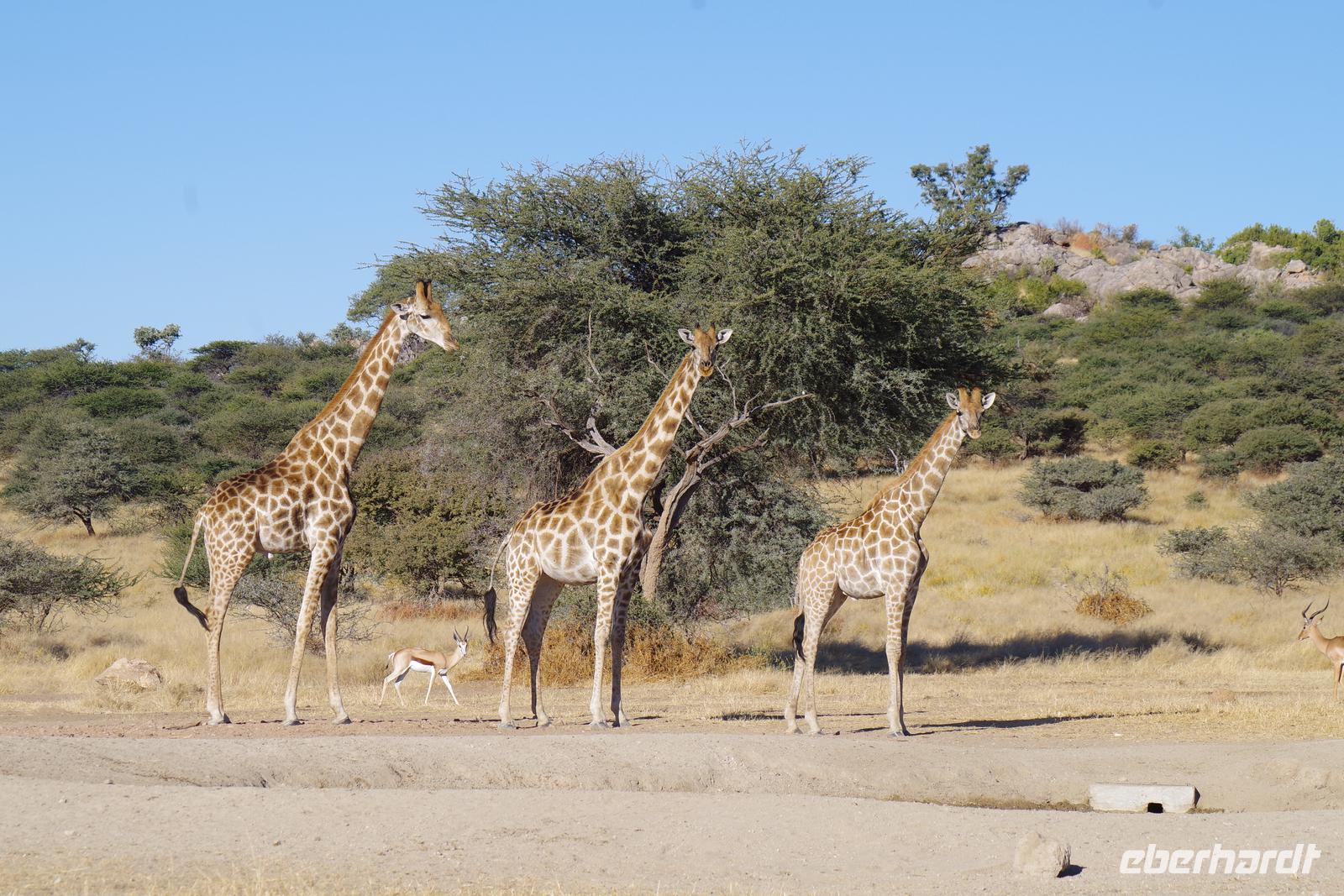 Namibia - auf Pirschfahrt am Mount Etjo (3)