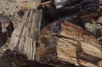 Namibia - versteinerter Wald