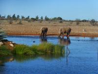 Namibia Nashörner