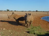Namibia Nashörner