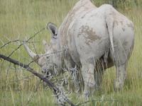 Nashorn im Etosha Nationalpark