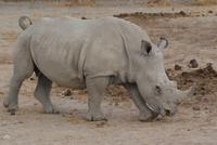 Nashorn