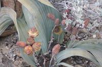 Nationalblume Namibias