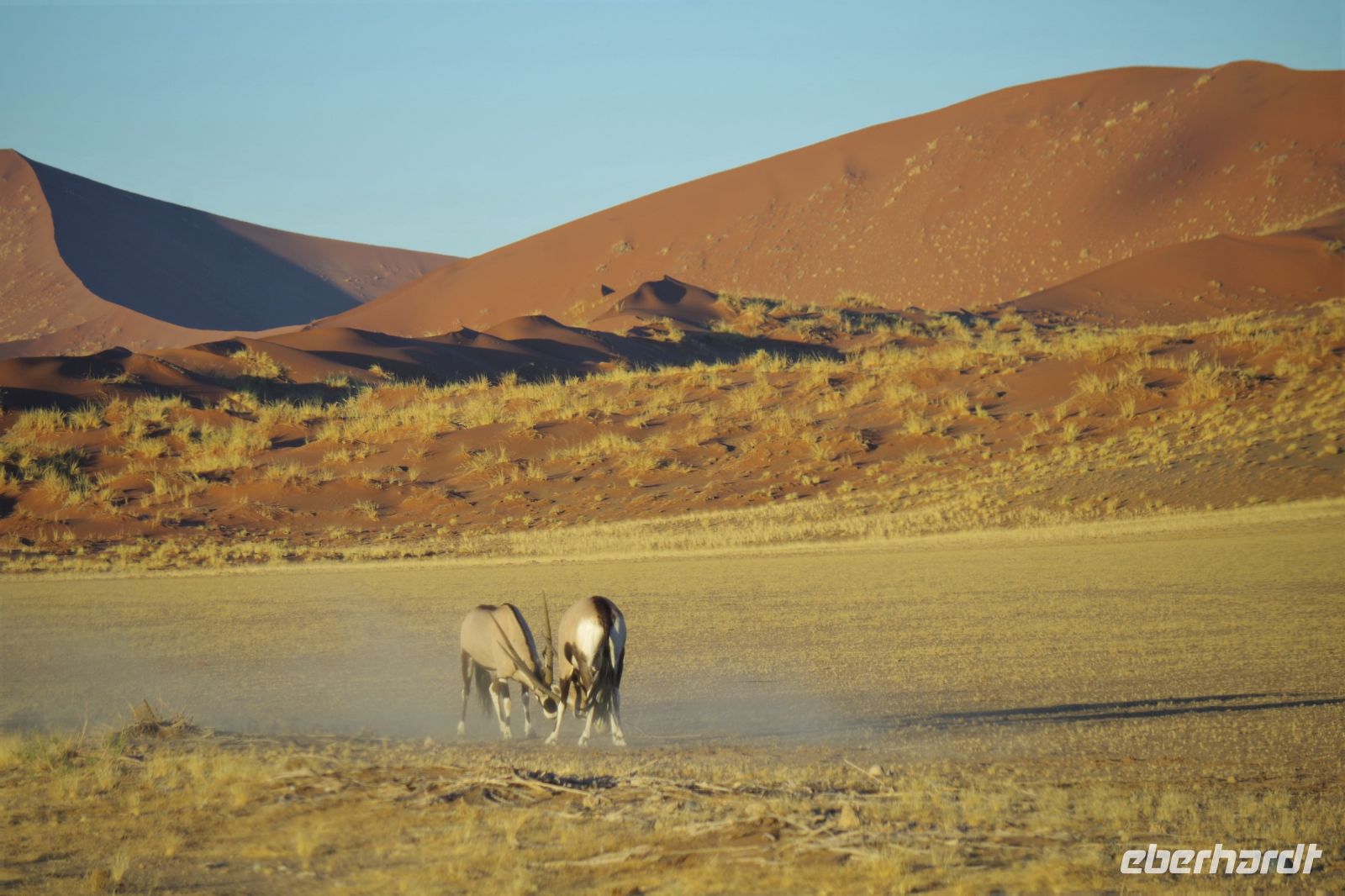 Nationalpark Sossusvlei - Oryx Duell