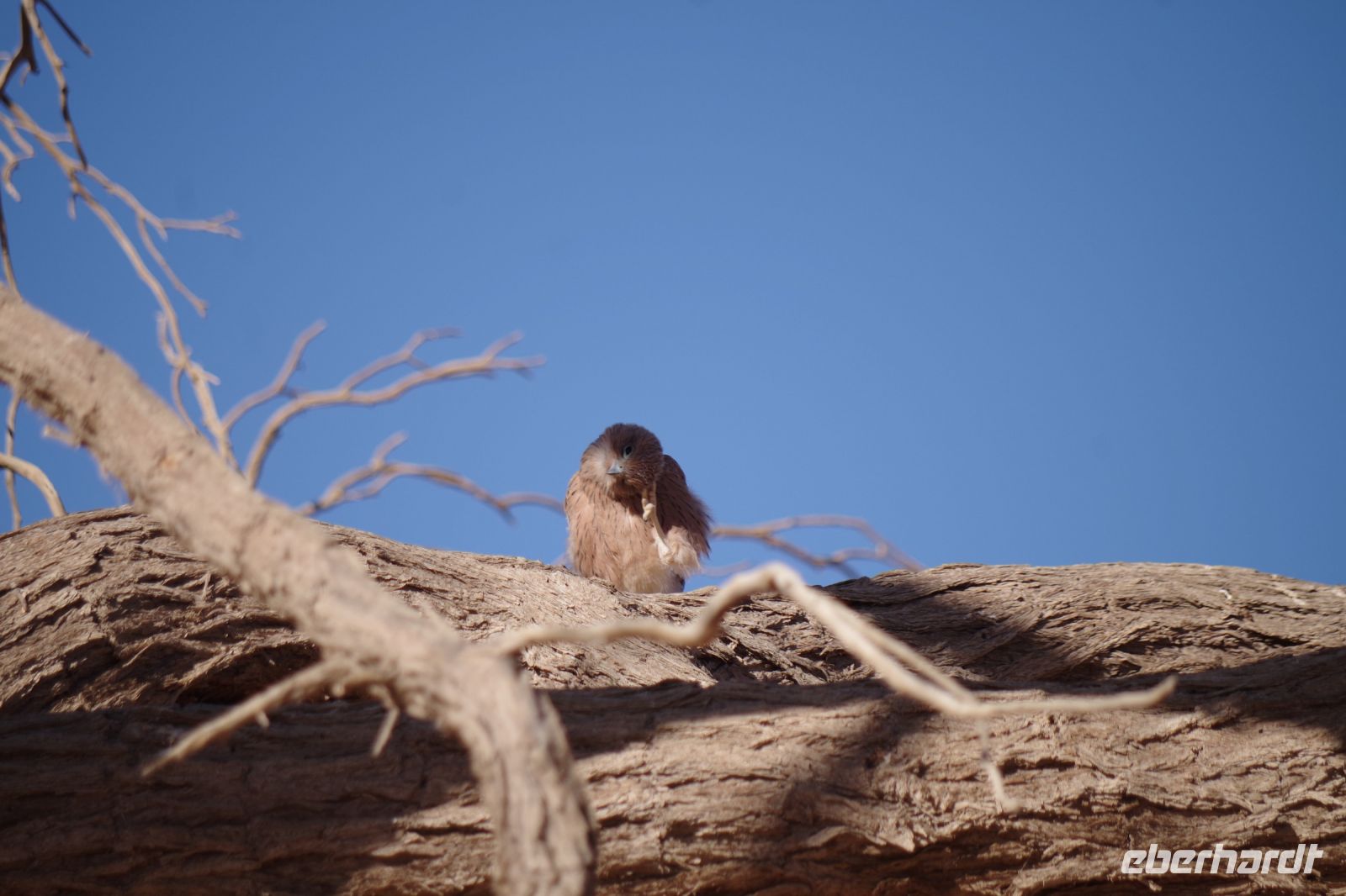 Nationalpark Sossusvlei - flauschiger Steppenfalke