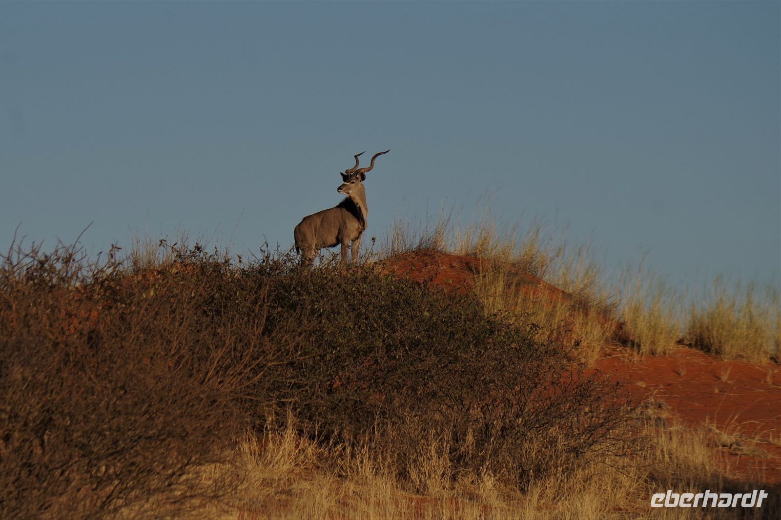 Nature Drive - Gondwana Kalahari Park - Kudu