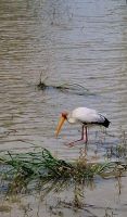 Nimmersatt Storch