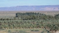 Obstplantagen der Naute Destillerie