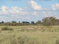 Oryx Antilopen