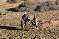 Oryx in Aus