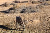 Oryx in Aus