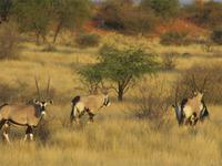 Oryx-Antilopen