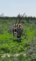 Oryx