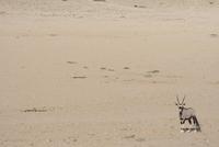 Oryxantilope